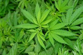 Легальный заменитель марихуаны цели легализации марихуаны