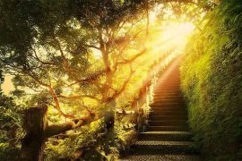 На картинке изображена лестница среди парка, которая ведет куда-то ввысь, к свету, как будто к ответу на вопрос: “Зачем мы живем?”