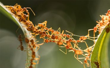 Жизнь муравьев в природе - уникальное явление. Муравейник представляет собой единый организм, без которого отдельные особи выжить не способны.
