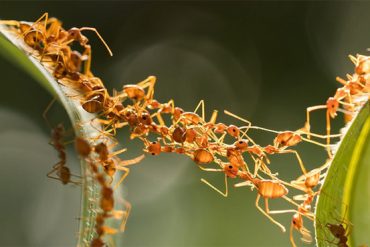 Жизнь муравьев в природе - уникальное явление. Муравейник представляет собой единый организм, без которого отдельные особи выжить не способны.