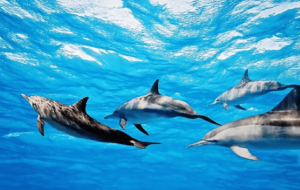 Предназначение человека на земле - жить в гармонии со всем, что его окружает, как стая дельфинов.