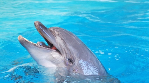 Дельфин может помочь вернуться к нормальной жизни (дельфин вынырнул из воды и смотрит прямо на вас)
