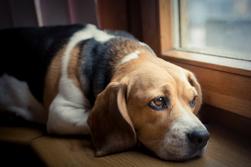  Депрессия, как вернуться к жизни (собака лежит и печально смотрит в окно)