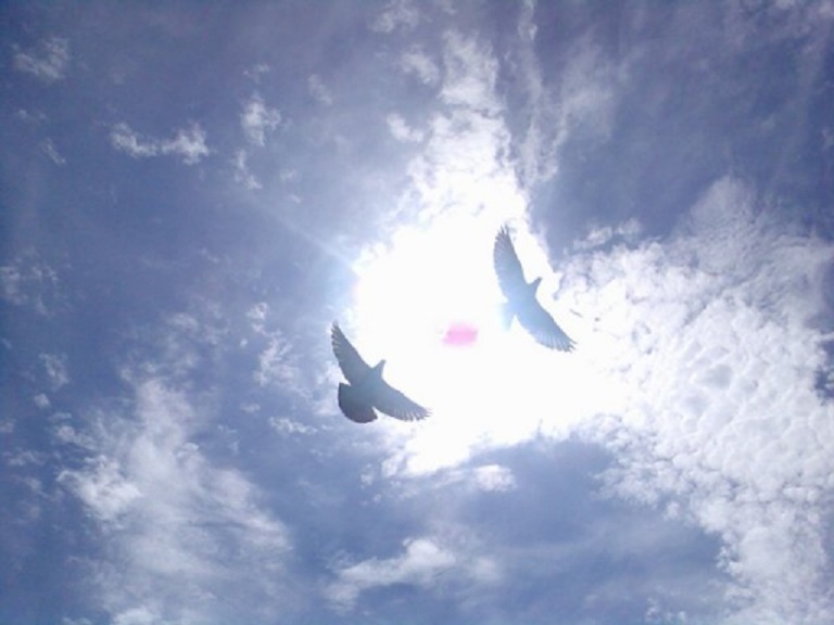 Голуби в синем небе - символ свободы и нашей ответственности друг перед другом за мир.